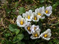 Pfeilförmige weiße Krokusgruppe